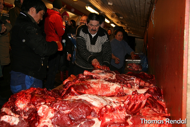 Icebear in nuuk 014.JPG